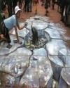 Chalk5